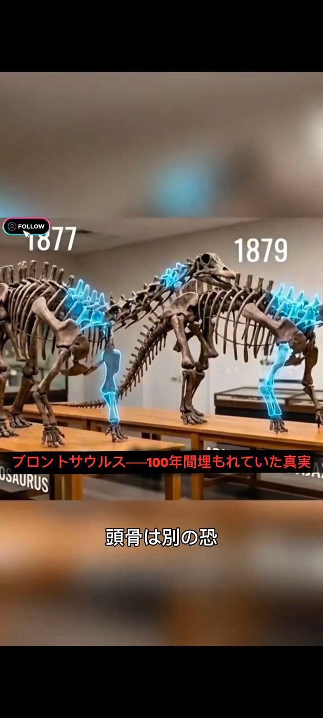 希少な化石が買える店 ティラノサウルスの歯 6千万年前の樹液も
