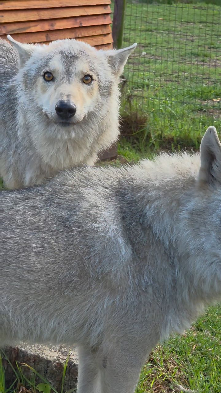 A soft greeting, then that look. Tatanka—wild, gentle, and deeply ...