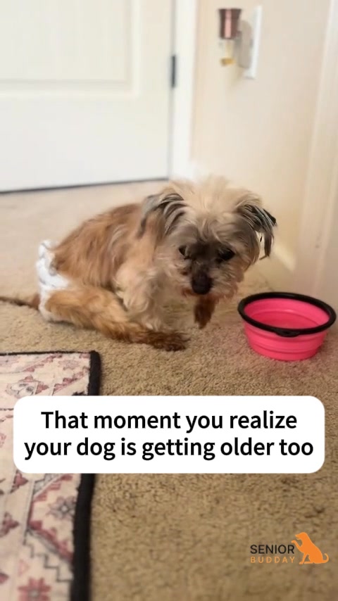 That moment you realize your dog is getting older too #seniordog # ...
