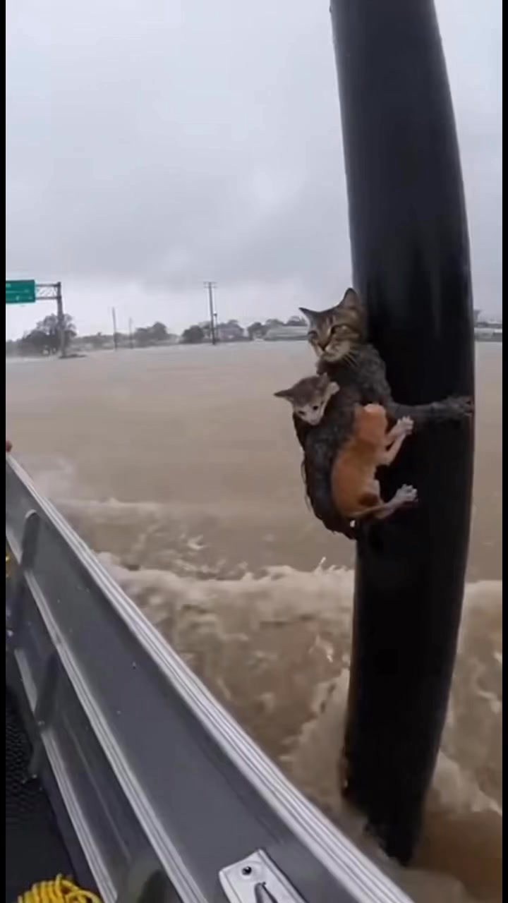🌊 Floodwaters rose fast, but this mama cat refused to let go of her ...