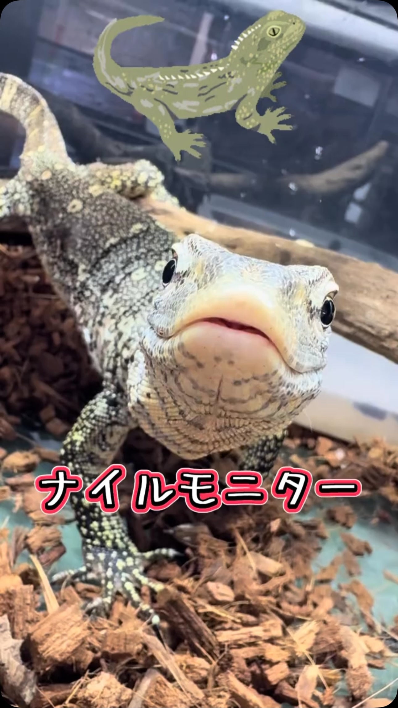 AQUA FISH | Gamo-gun Shiga