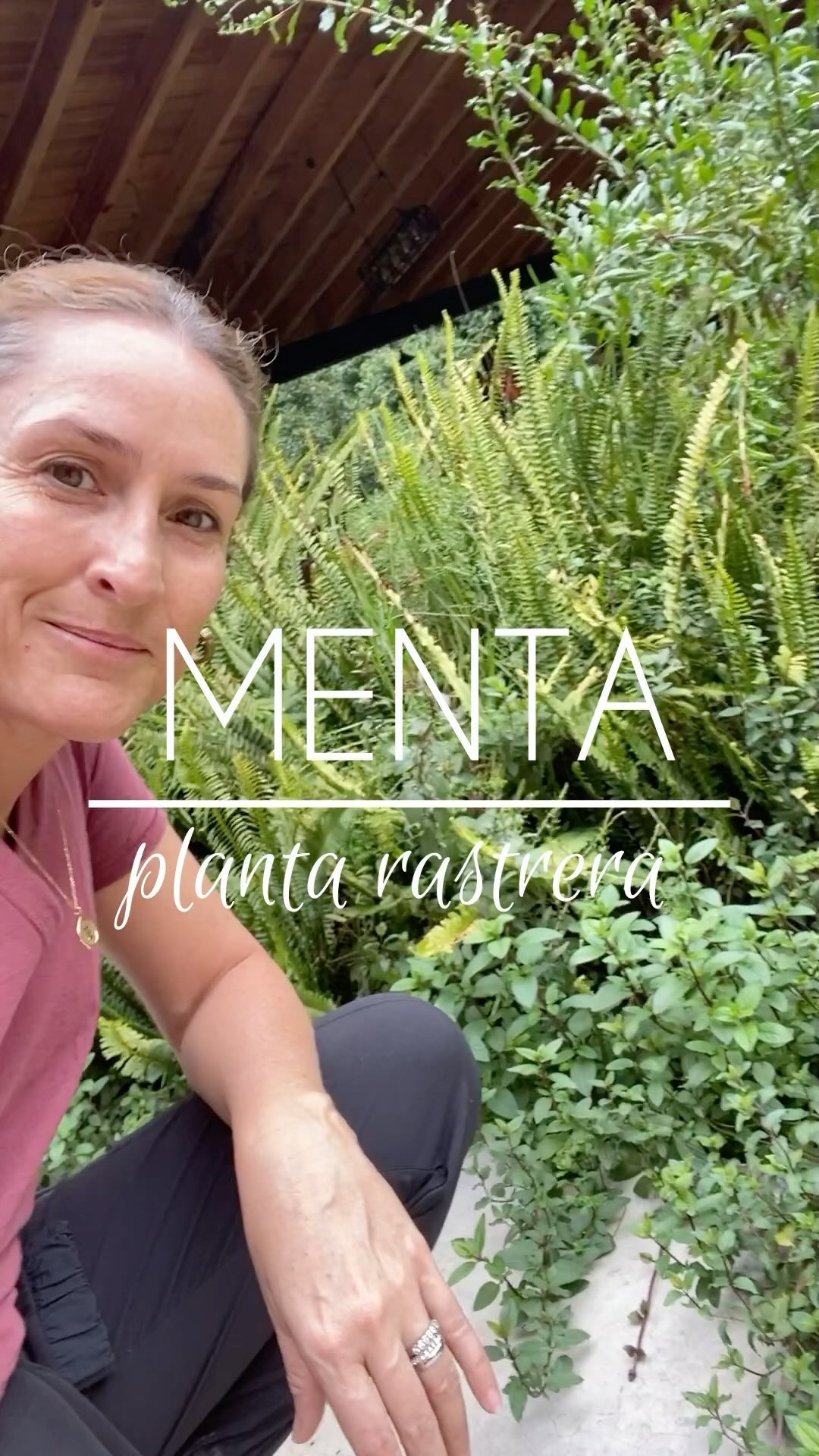 Cómo cultivarla 👇🏼 La menta es una planta rastrera; es decir que va ...