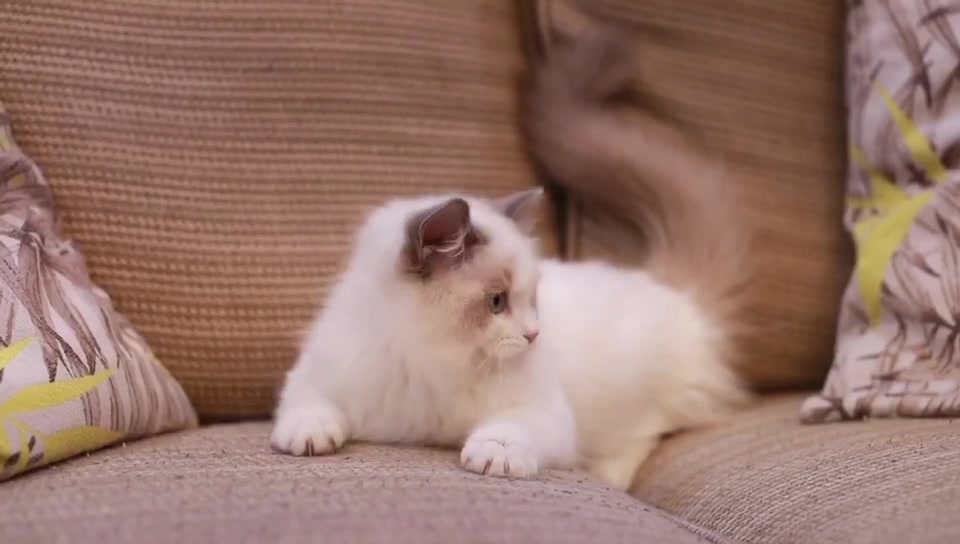 สาวน้อยหน้าหวา... - Sleepless cat import นำเข้าแมวทุกสายพันธุ์