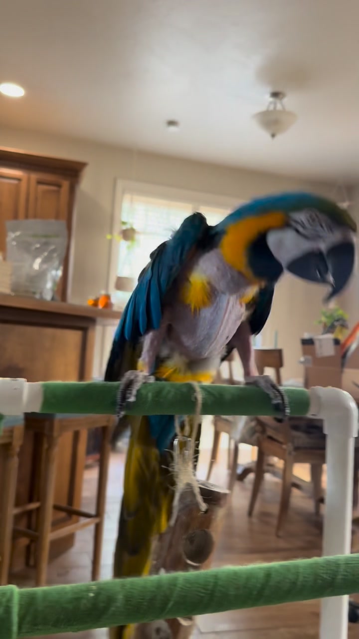 Creating A Comfortable Environment For Macaws Reference: It S The Little Wave For Me I Want Him