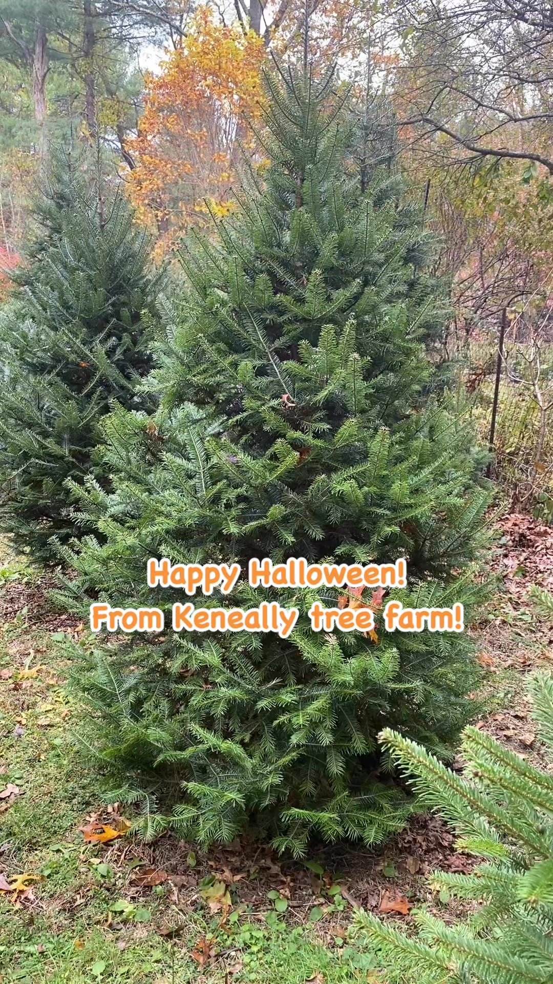 Keneally Tree Farm on Reels | Facebook