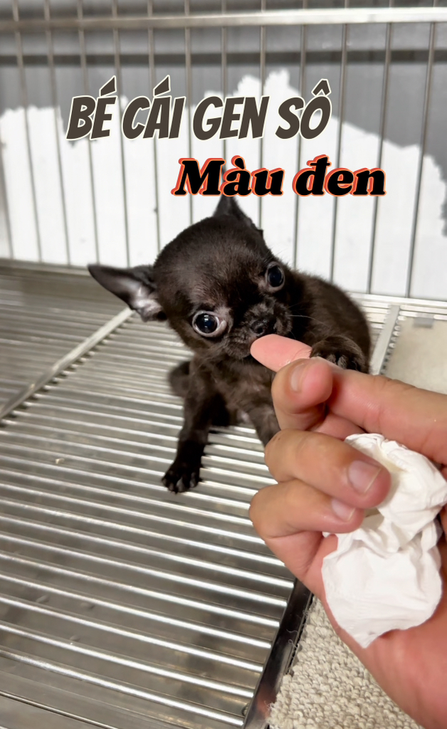 Trại chó Bình Cao - - Linh mới Rambo lấy vợ , là con gái Boomer ! 😍😍😍😍 ...