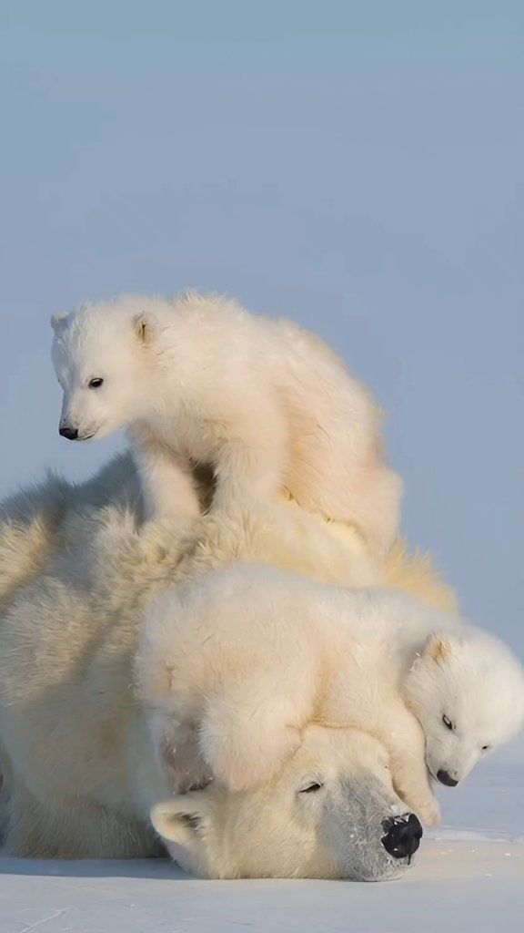 When the Arctic turns into a cuddle puddle motherhood never looked so ...
