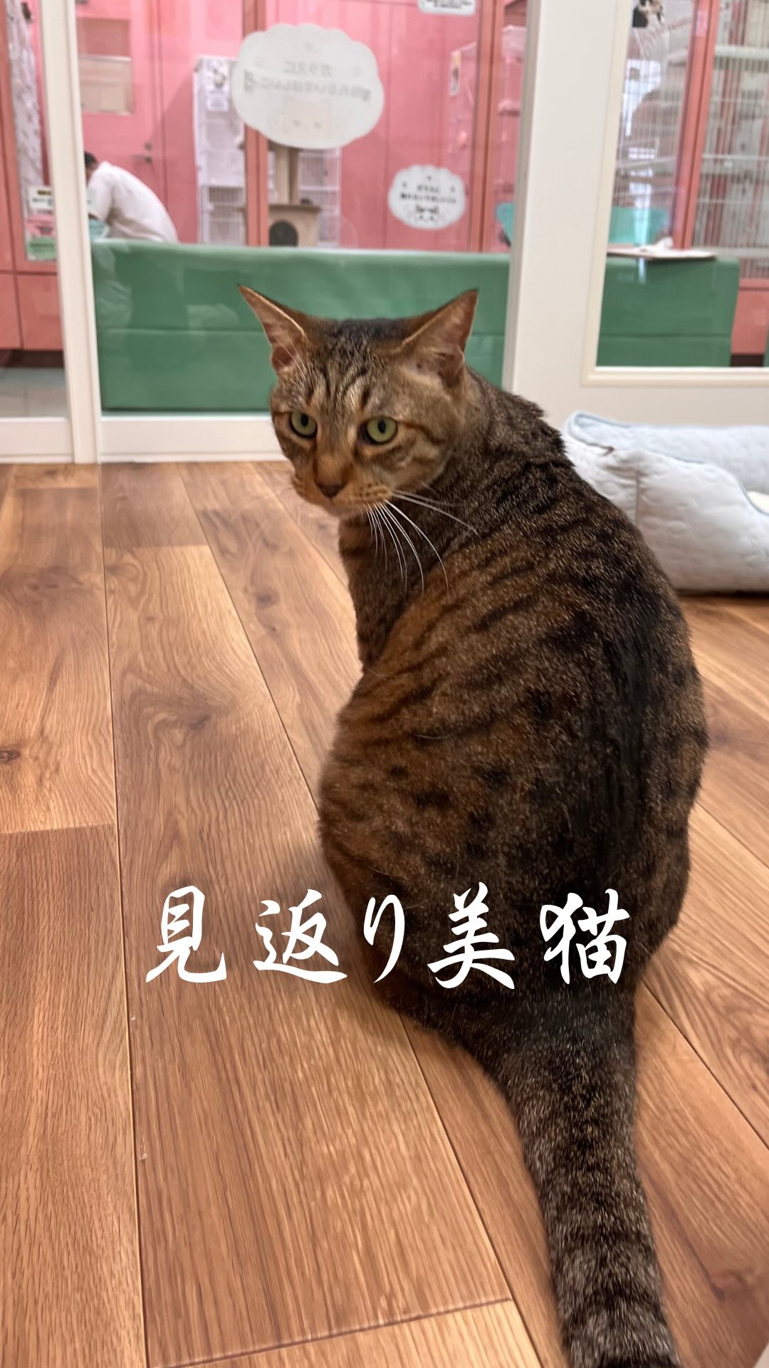 名古屋 市 動物 愛護 センター