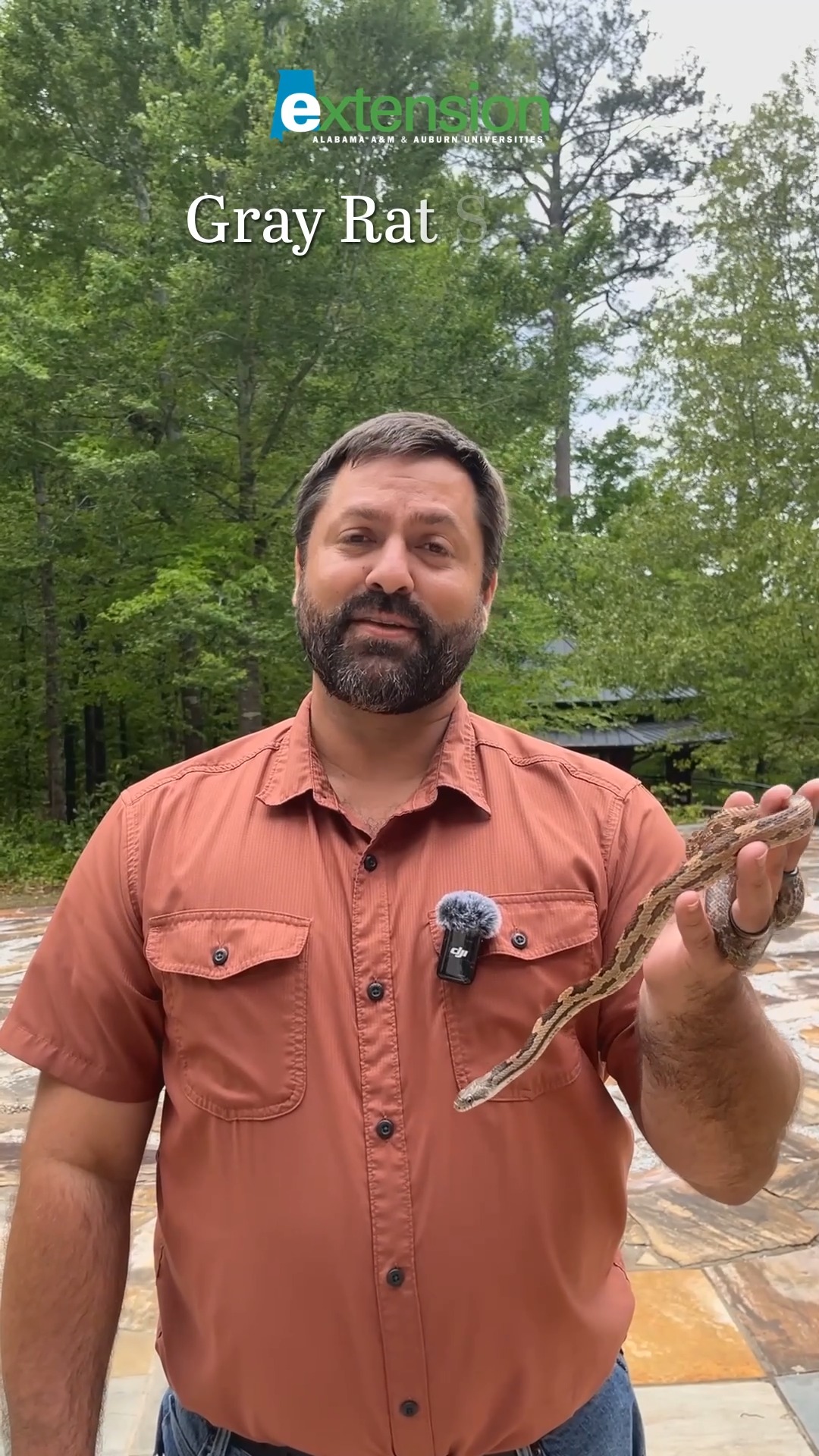 🎥 Meet Alabama’s native climber — the Gray Rat Snake! 🐍 Adults usually ...