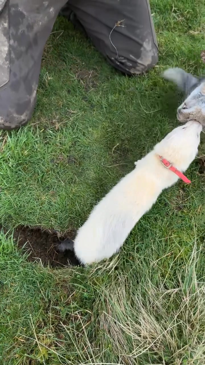 ferrets and lurchers working side by side. deadly combo 👍🏽 #ferreting # ...