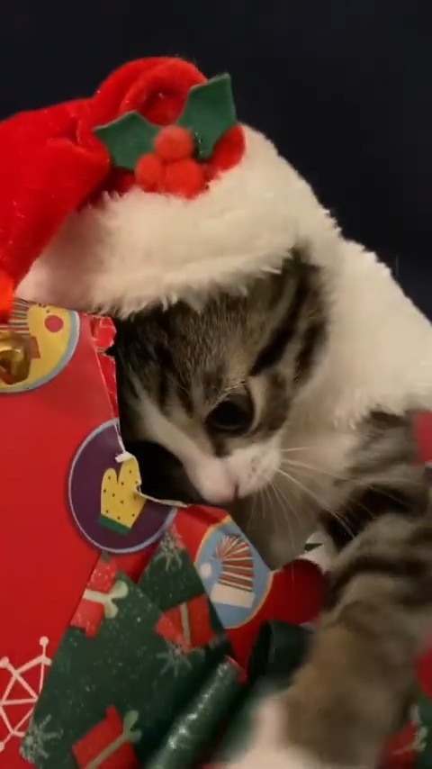 Santa Addy Kitten #kitten #cute #christmas #addycat | Addicted to Addy ...