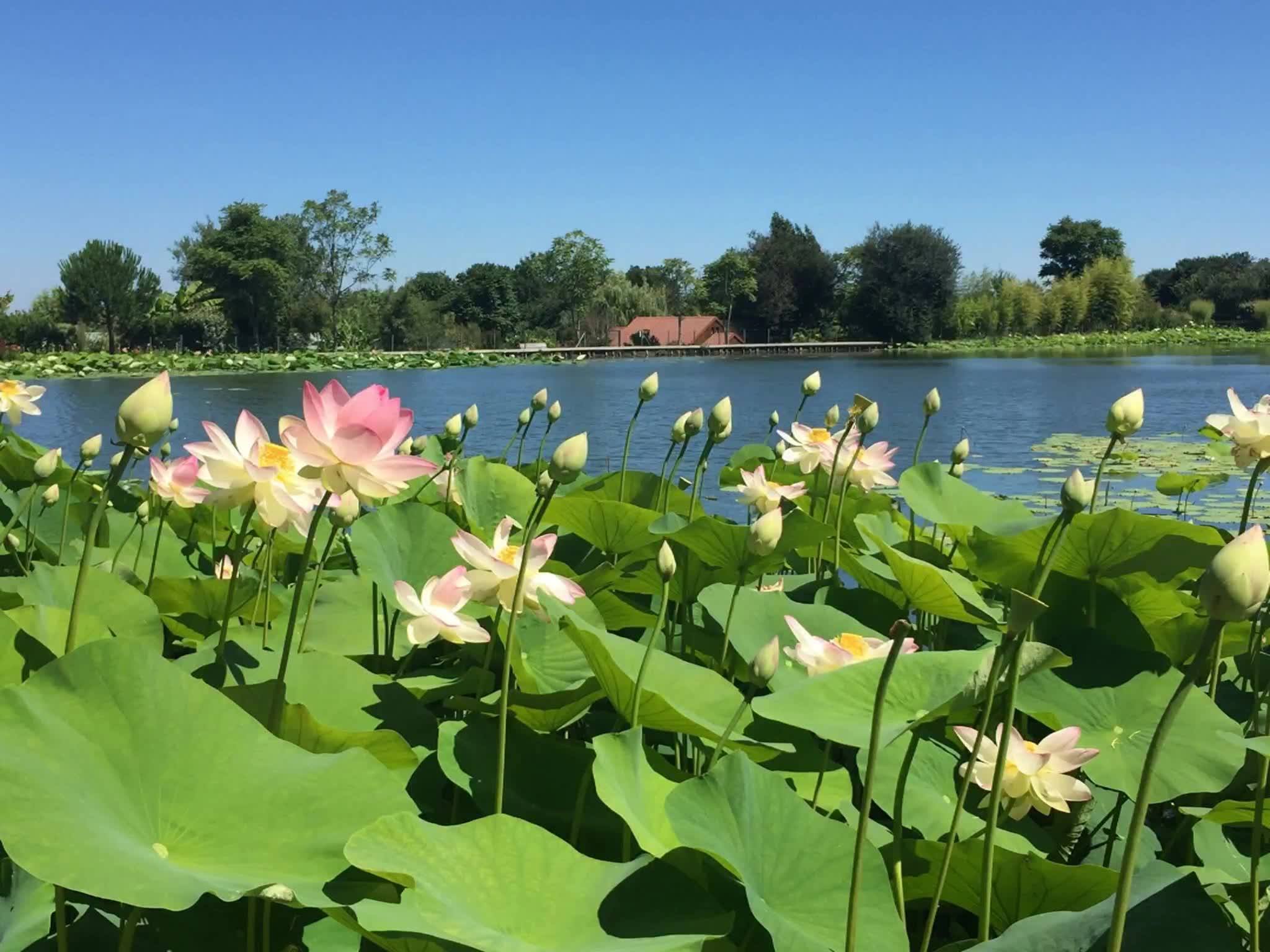 Fête Des Lotus Saint Cyr En Talmondais