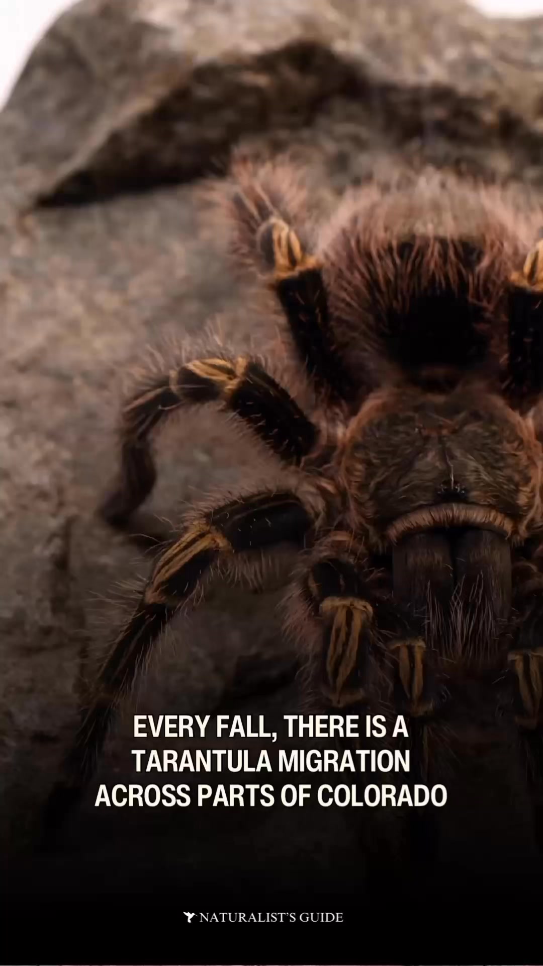 Every fall, male brown tarantulas migrate across the grasslands of ...