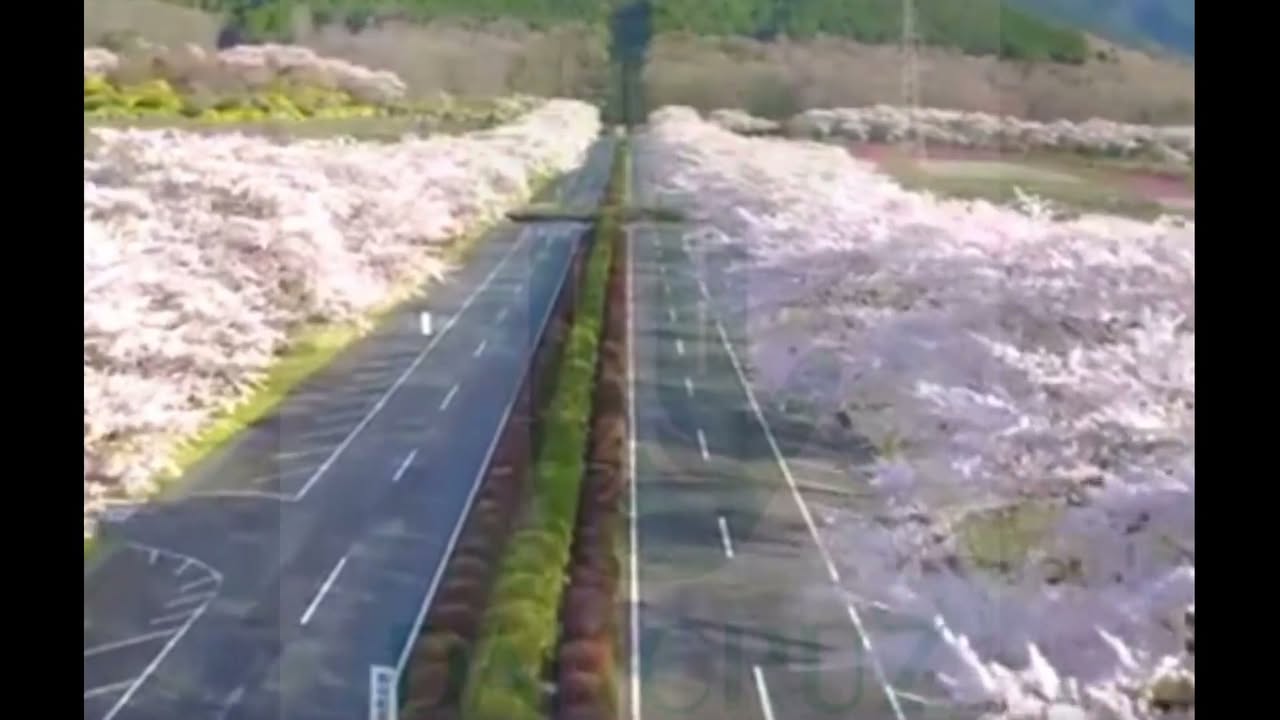 Cereja Sakura flor A Dancruz Plantas tem mudas enxertadas nas