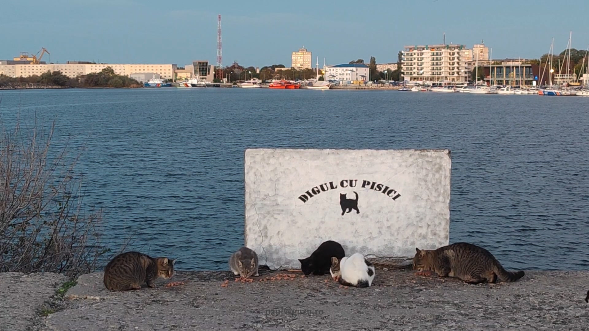 #digulcupisici #straycatspier | Digul cu pisici, Mangalia | Facebook