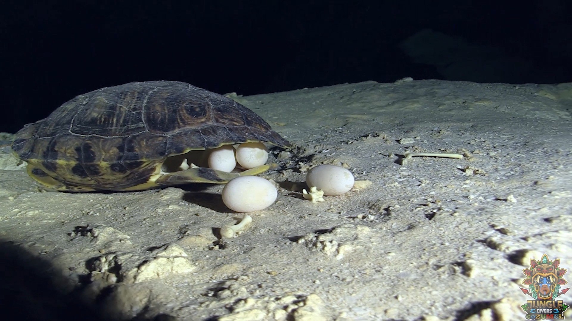 🪶 Ancient Wonders Beneath the Surface 🐢 Hidden in the crystal waters of ...