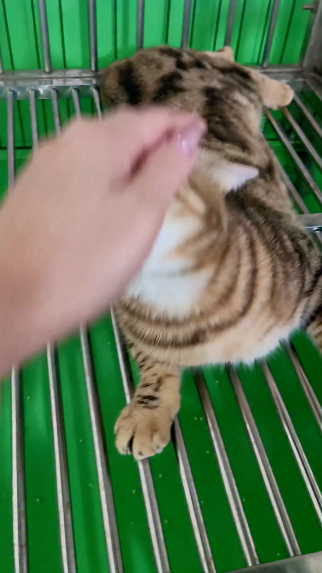 †癒漓猫† 嘻嘻撸猫的乐趣就在～ 它很舒服😌 我很解压😆👌🏻✨ | 萝拉| Facebook