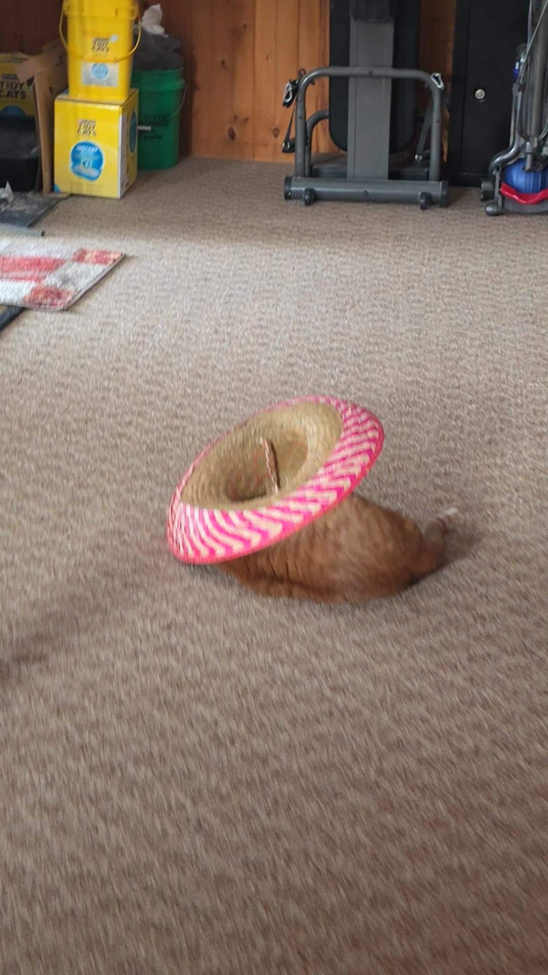 Oh Mozzi... this cat loves anything wicker material. Especially baskets ...