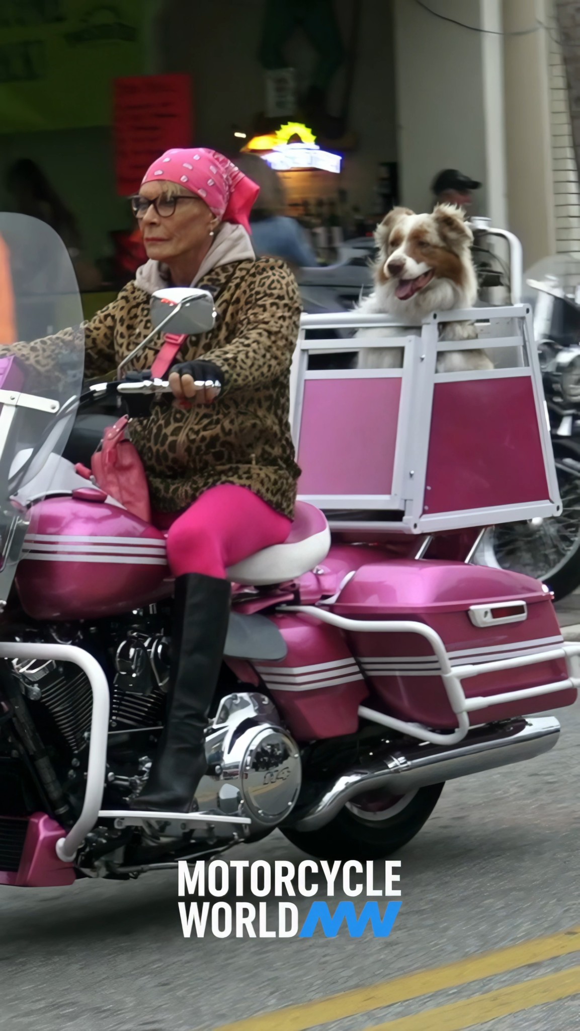 Pink Motorcycle & Australian Shepherd Dog at Daytona Bike Week