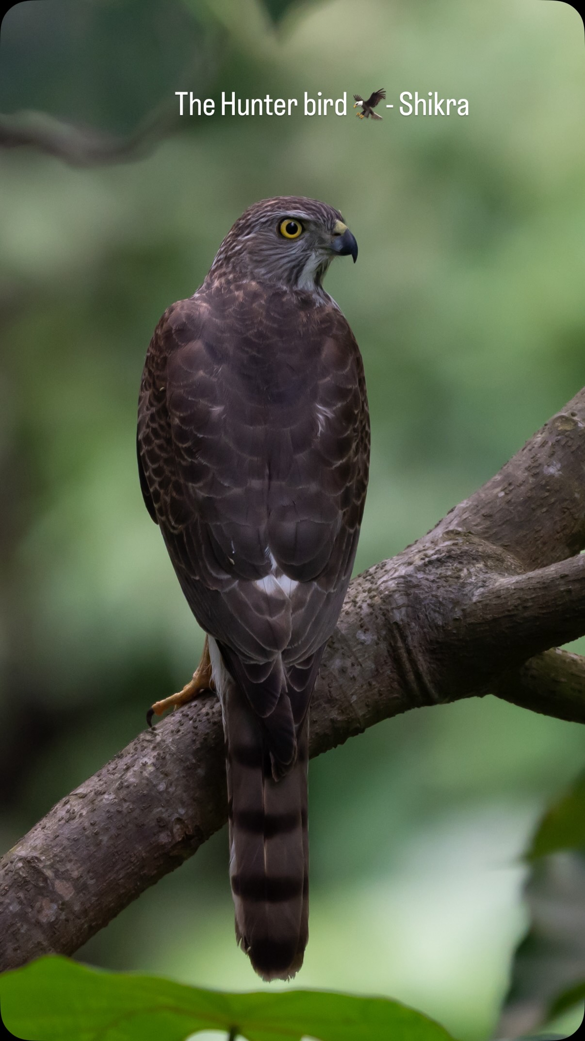 ഒരു വേട്ടക്കാരൻ പക്ഷി - പ്രാപിടിയൻ 🦅 🦅 Hunter Bird who is everywhere ...