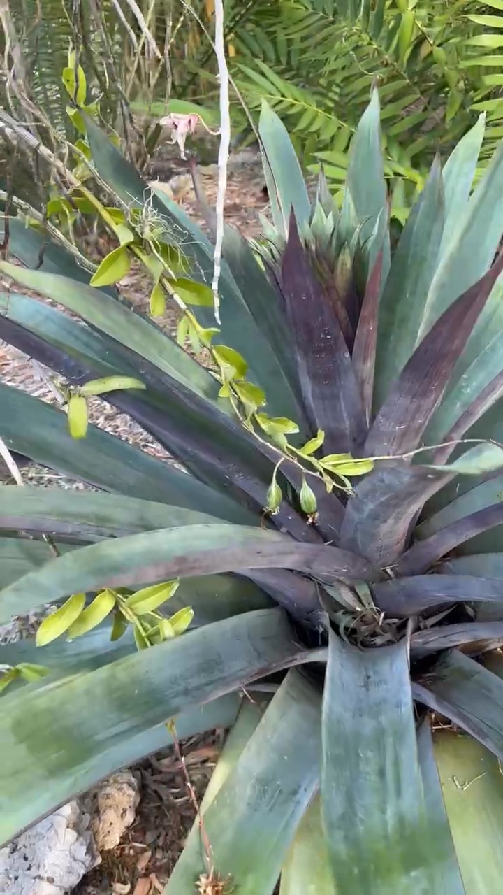 Tillandsia concolor Red Prince: The normal Tillandsia concolor has