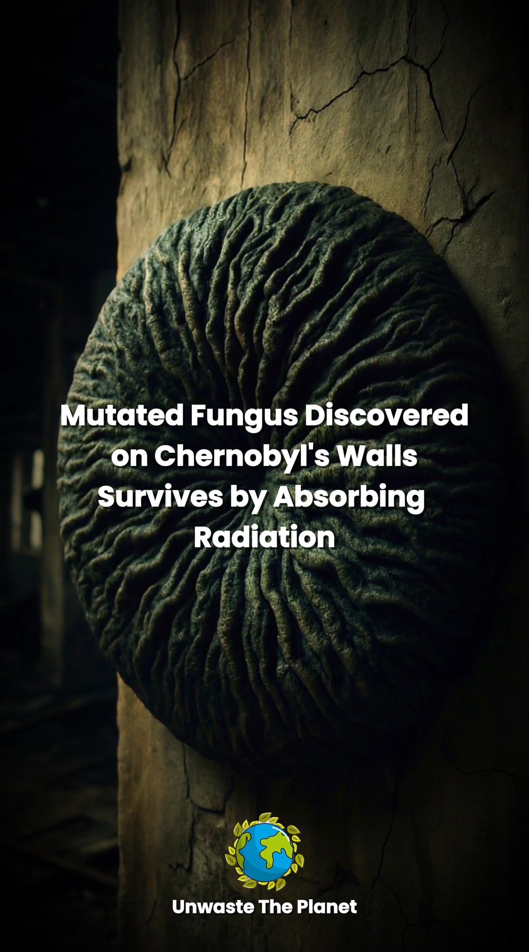 Nach der Nuklearkatastrophe von Tschernobyl entdeckten Wissenschaftler ...