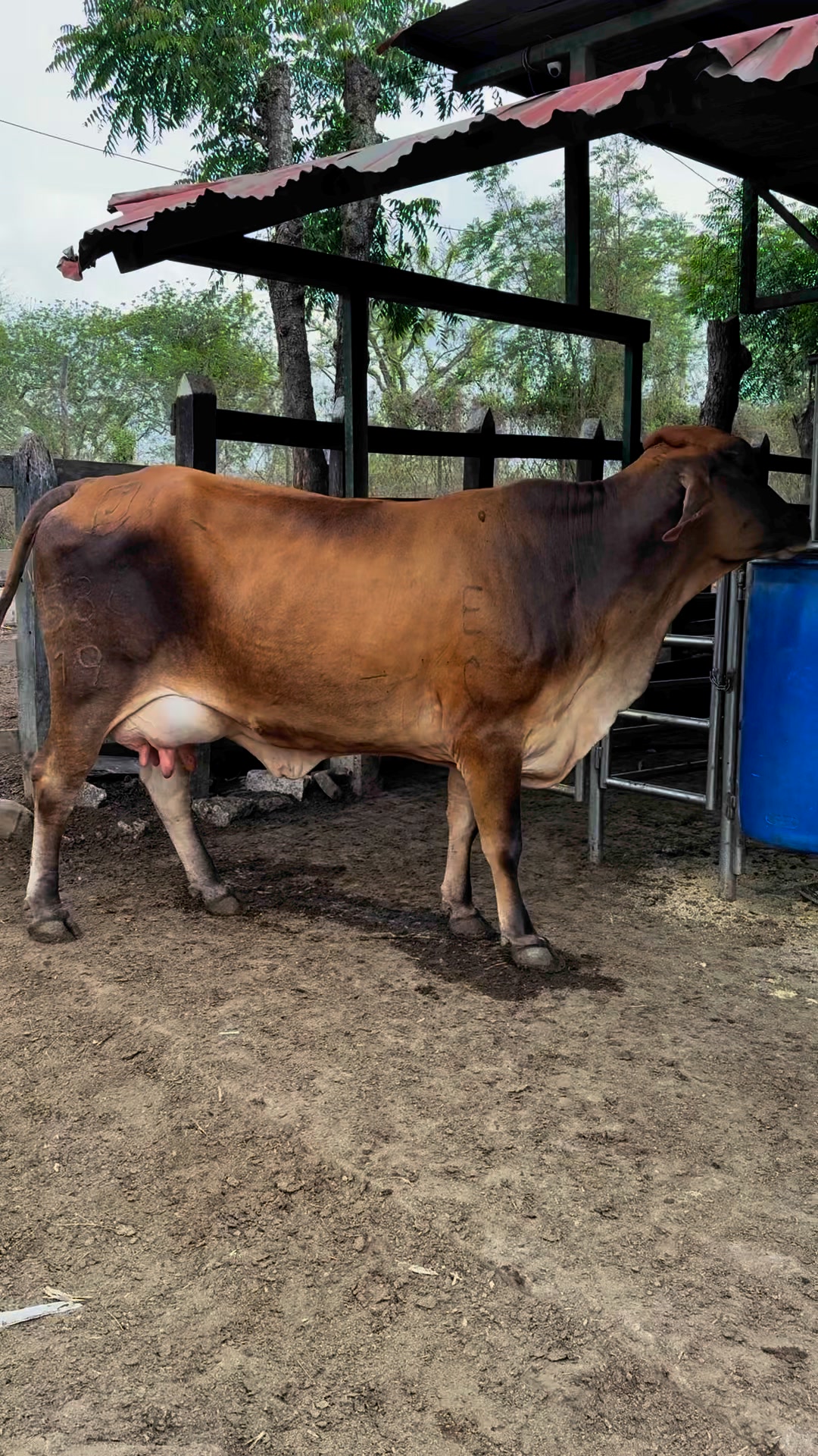 Vaca Gyroparda parida con excelente balance, de gran fortaleza lechera ...