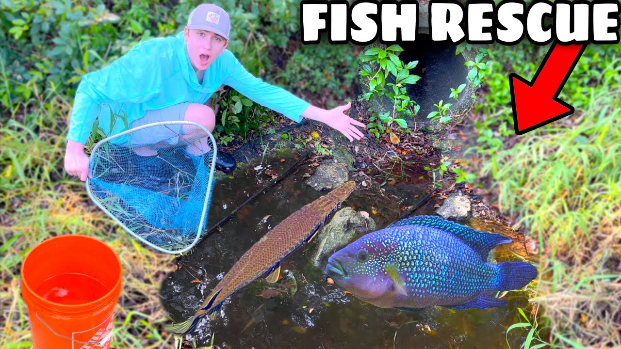 SOMEONE DUMPED AQUARIUM FISH IN A DITCH! (SAVING THEM) - Bass fishing ...