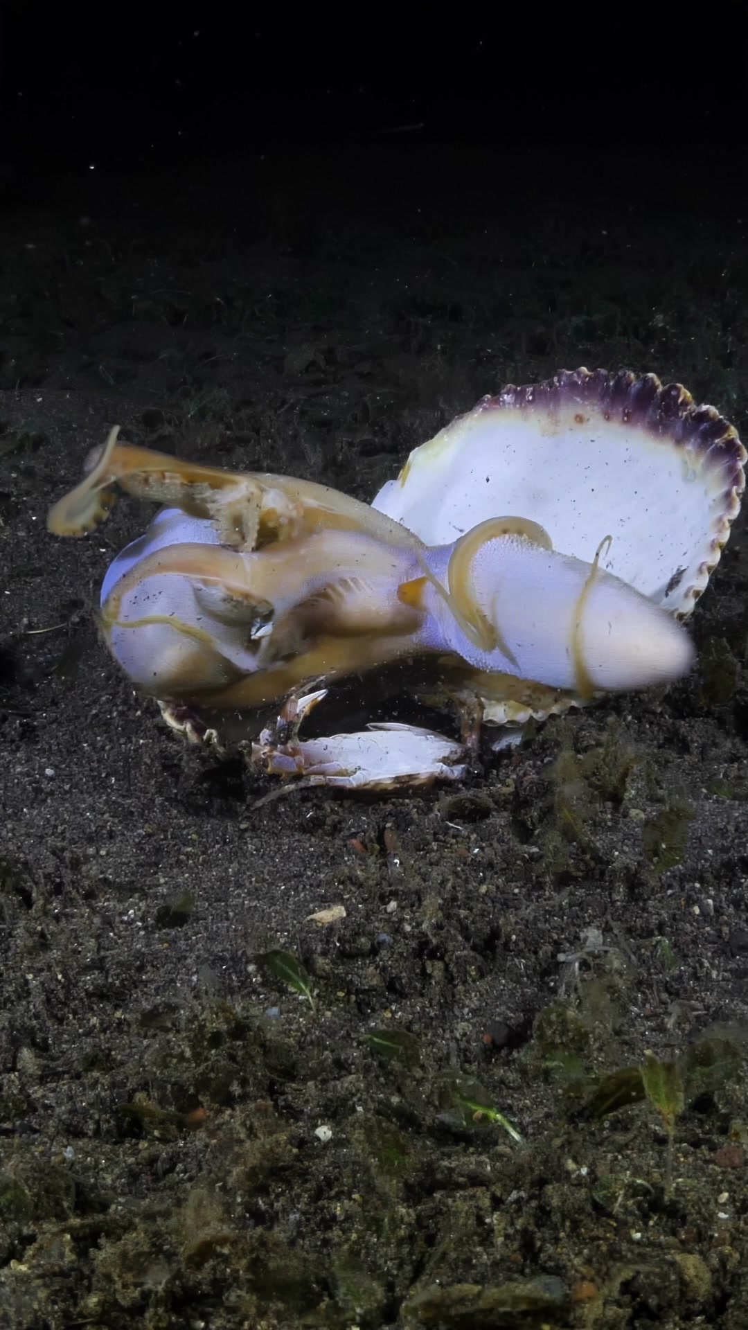 OCTO WARS or OCTO-MOMENTS 13 🐙 With Divesea ID At Matahari Tulamben ...