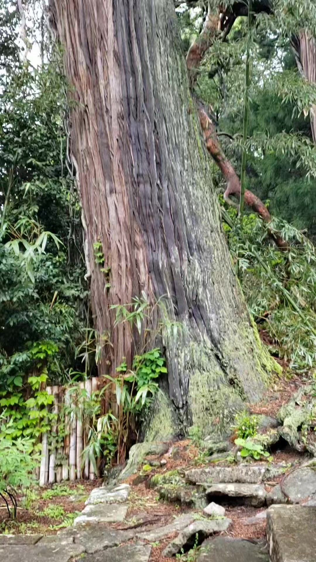 An Ancient Japanese cedar or Sugi (Cryptomeria japonica)