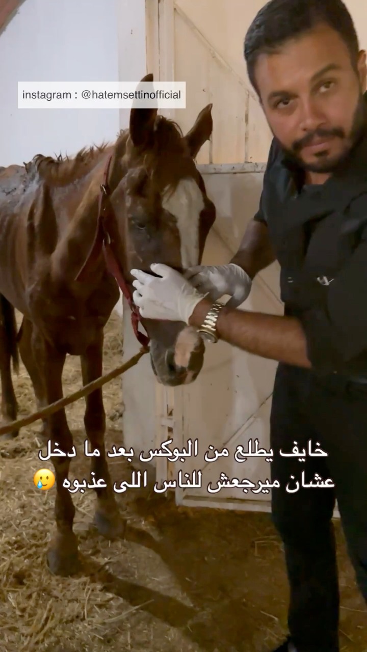 اهدانى بيضة🥚 بس مش عادية وحصان عربى رجله اتعلقت بعد عاصفة رفس من فحل ...