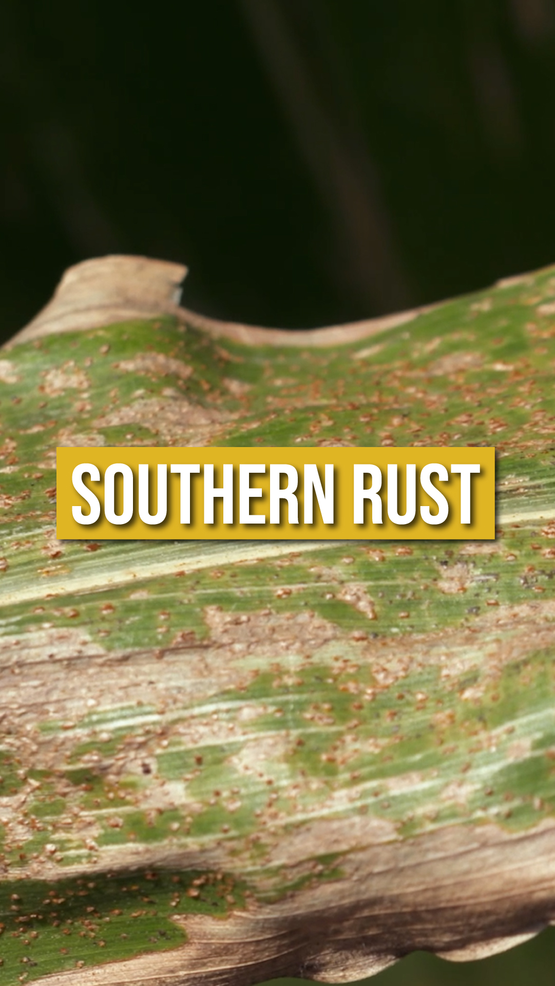 Darren breaks down what to know about Southern Rust. | Ag PhD | Facebook