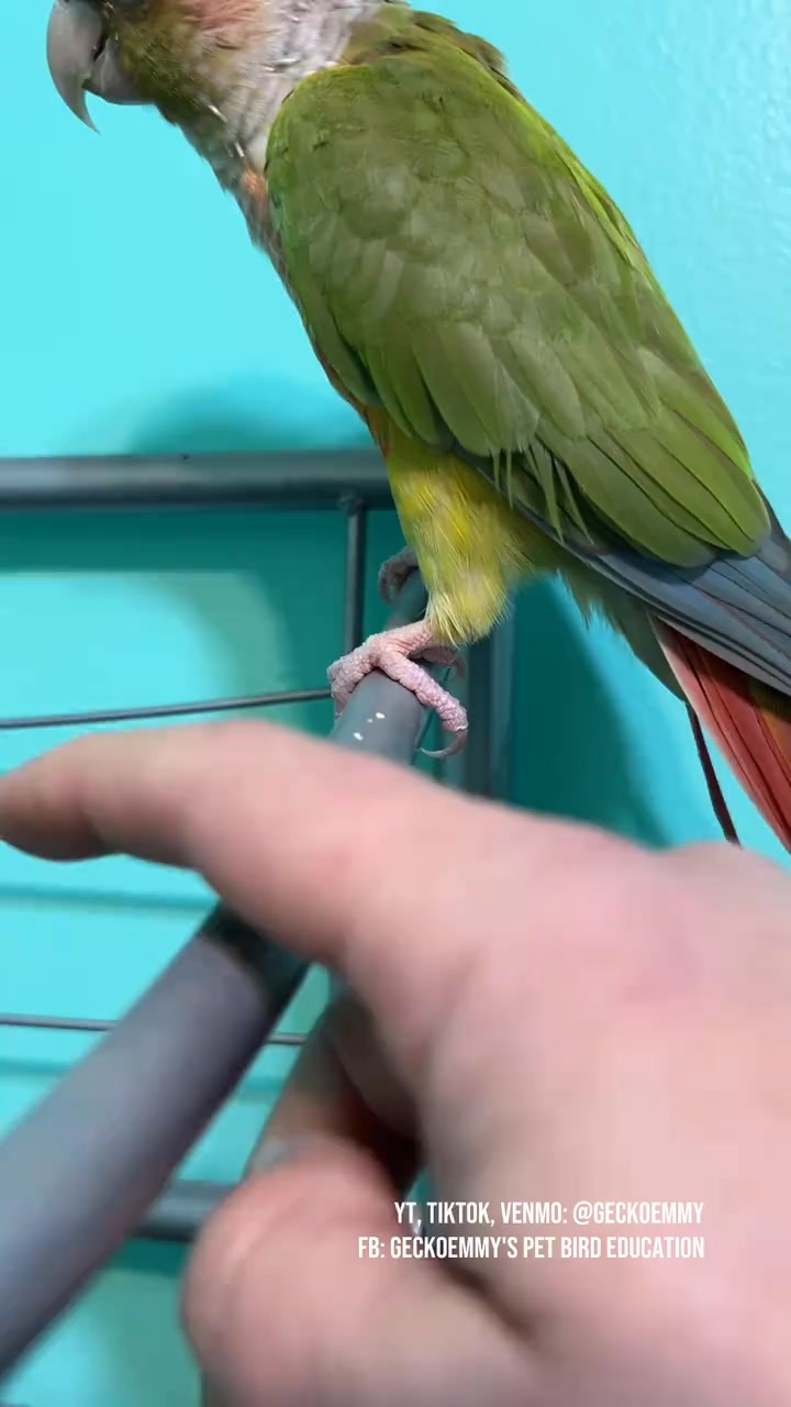 This little Indian ringneck parakeet is so happy to be here today ...