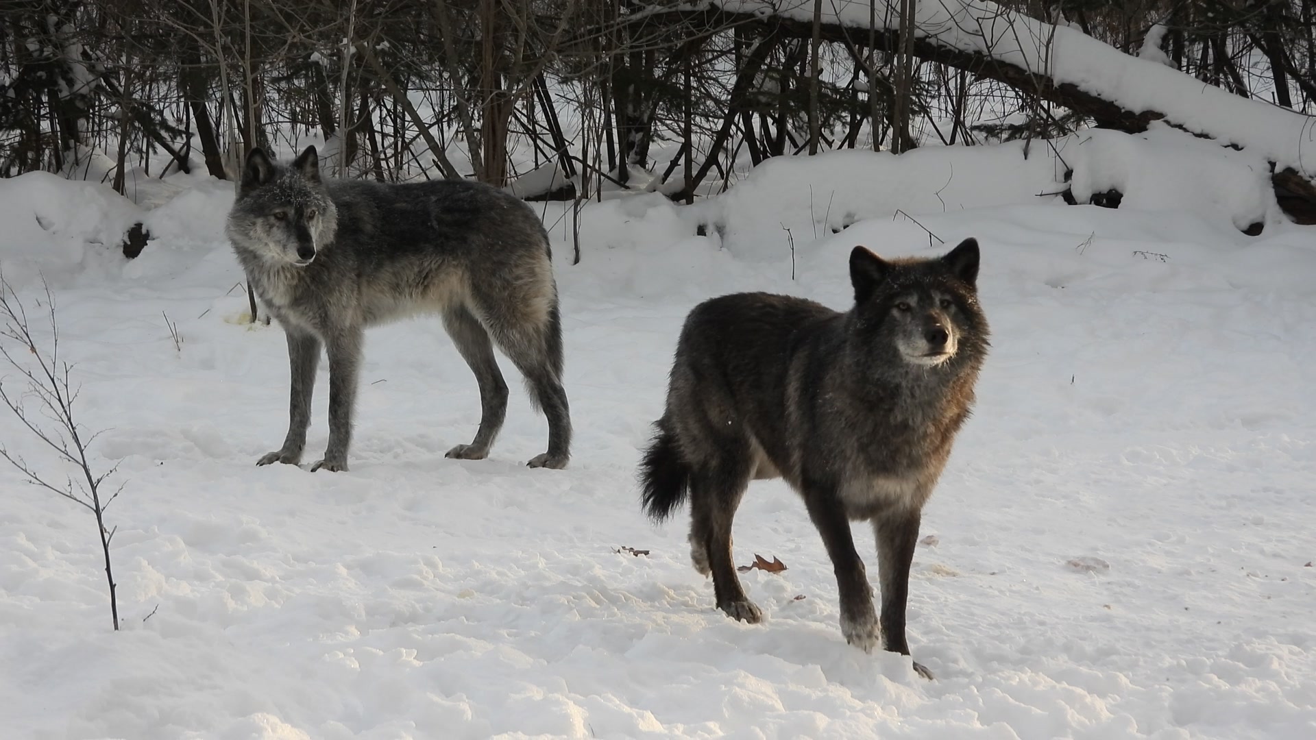 The crow and the wolf are... - Shalom Wildlife Sanctuary | Facebook