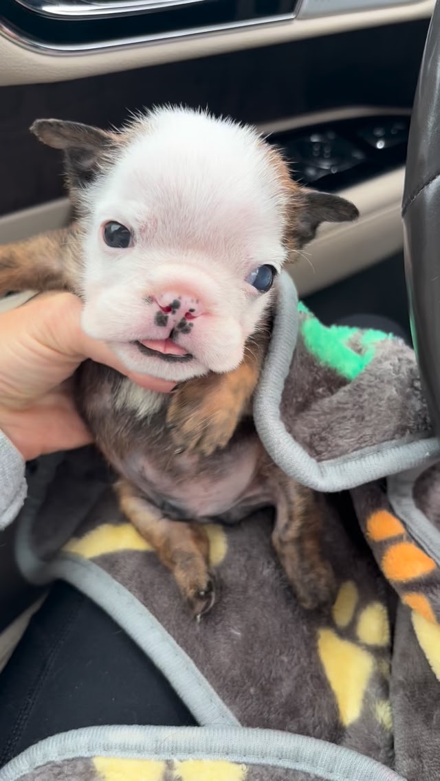 YAY! It’s good news for Walter!! The vet did not see anything glaring ...