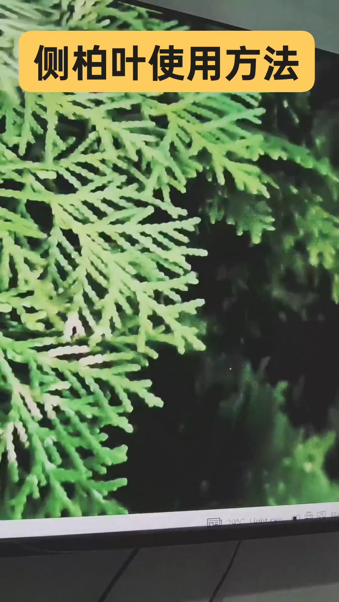 侧柏叶使用方法Benefits of Platycladus orientalis leaves #侧柏叶的药用价值 #侧柏树 #侧柏叶 #扁 ...