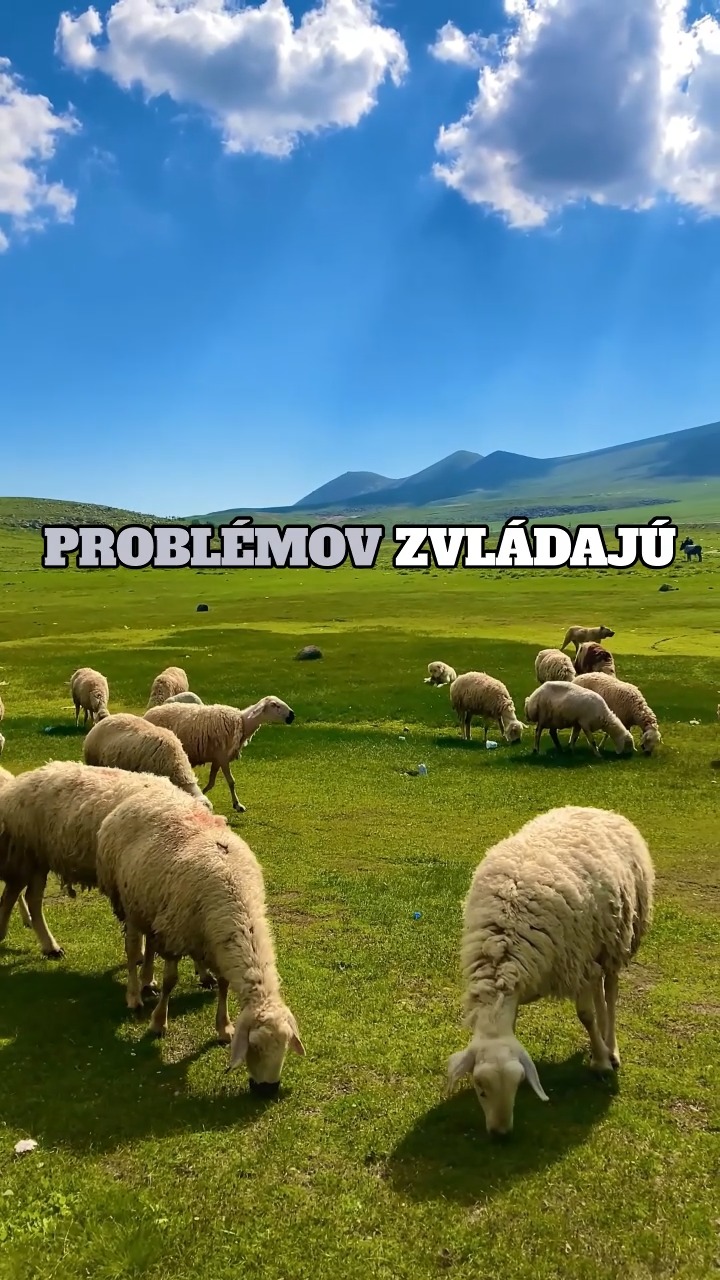 🐑 ️ Ako to, že sa ovce v zime „nezapotia“? Ich vlna je dokonalý ...