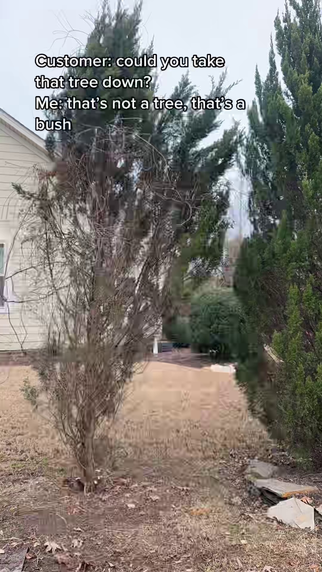 That’s not a tree, that’s a bush #FastTwitchContest #foryou #landscape ...
