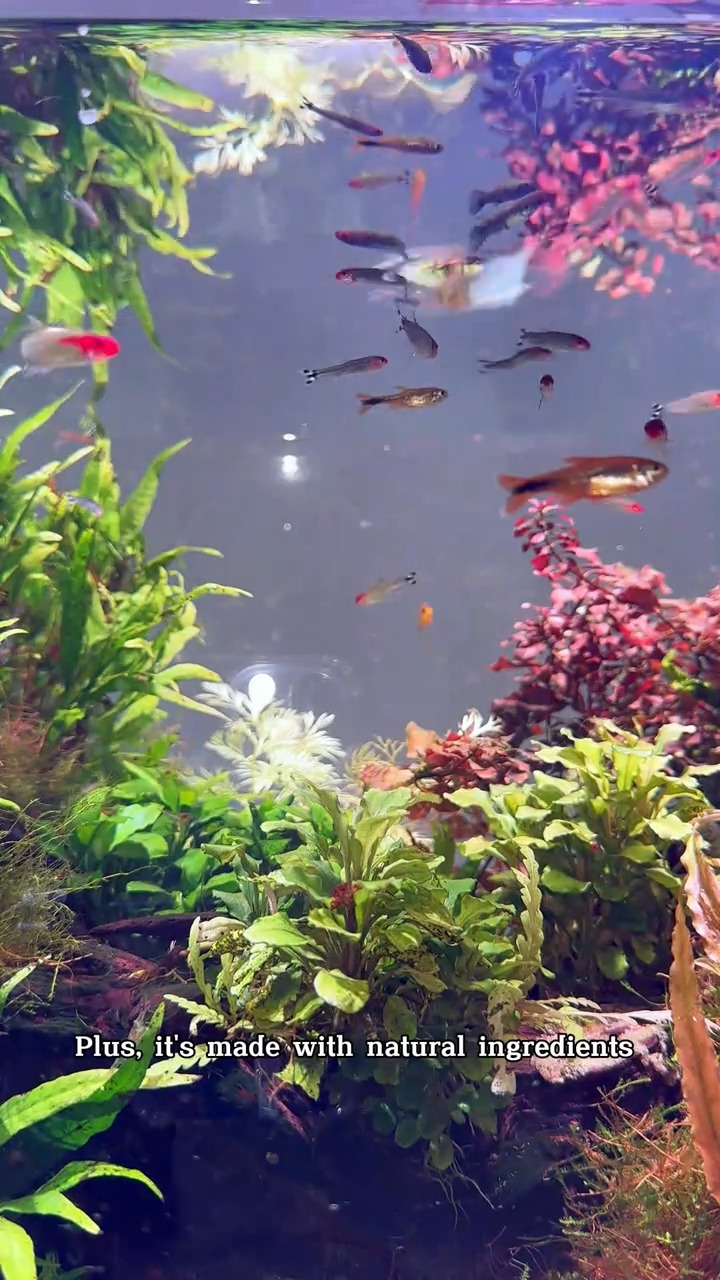 Keeping An Aquarium With Vibrant And Healthy Aquatic Life Requires Photo Inspiration