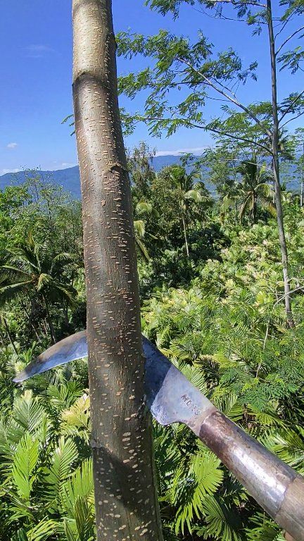 pruning albasia trees when the sky is very clear #pruner #carpenter # ...