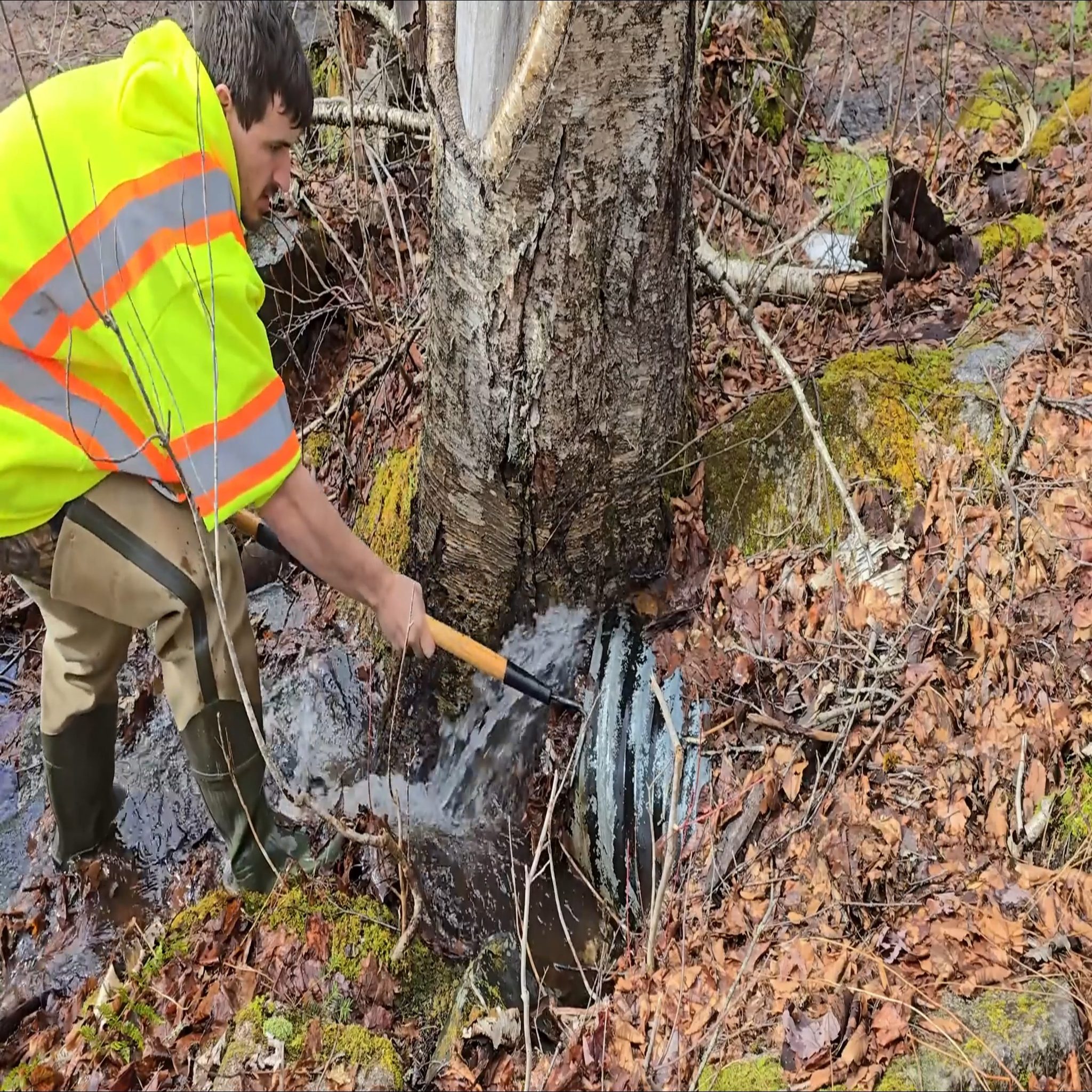 Unclogging Thirsty Tree Culvert Raw Footage #beaverdamremoval #drain # ...