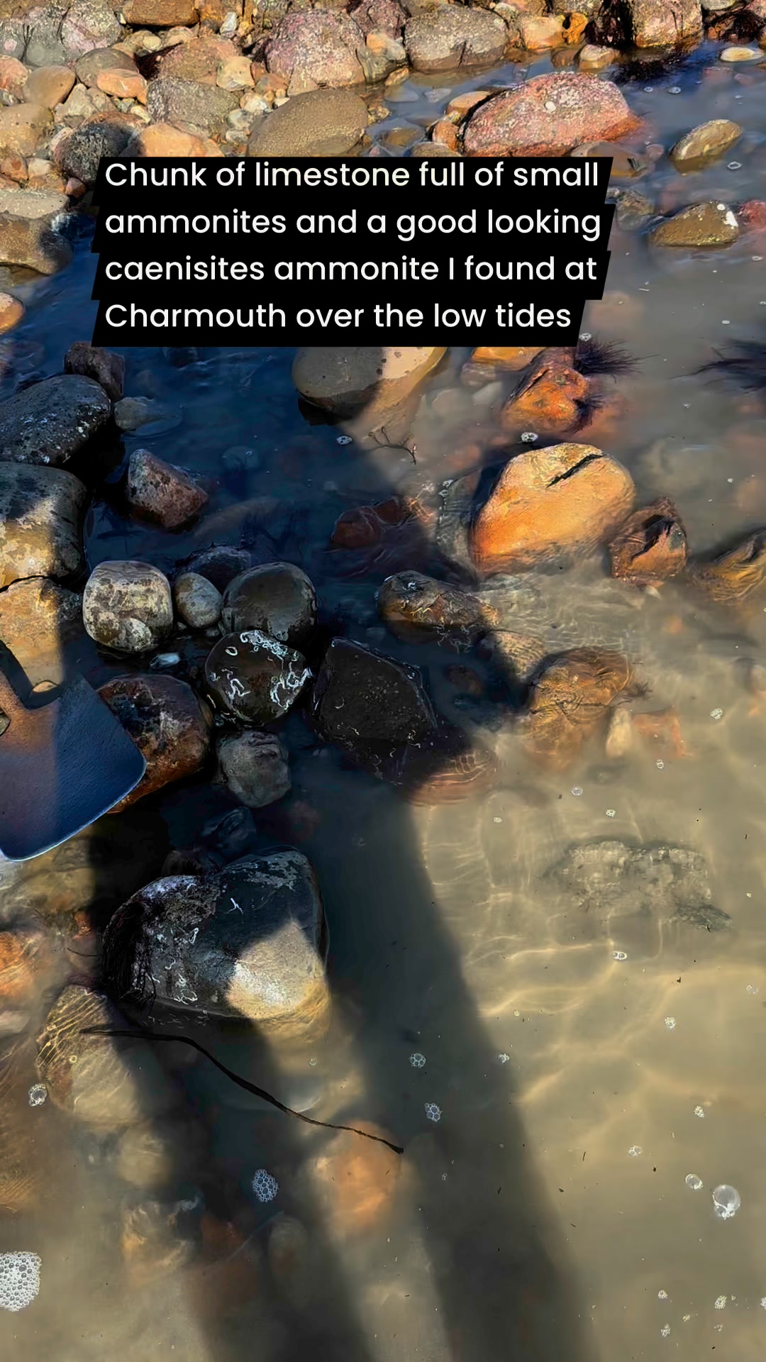 Caenisites ammonite I found at low tide at Charmouth | Charmouth Fossils