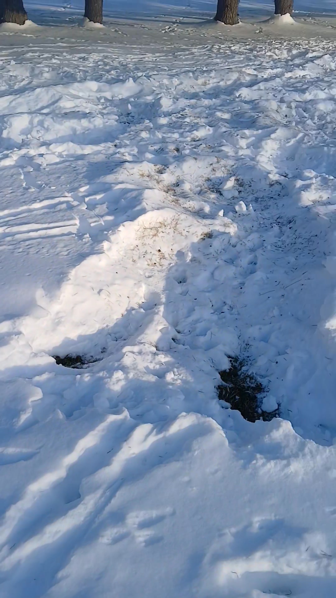 A foot of snow still on the ground. Remarkably still not frozen and ...