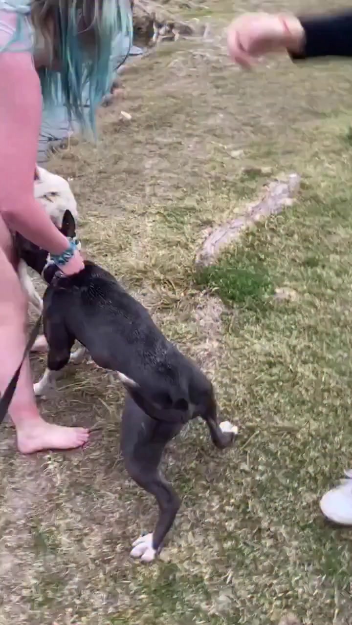 A dog park turns into total chaos: a leashed pitbull attacks an