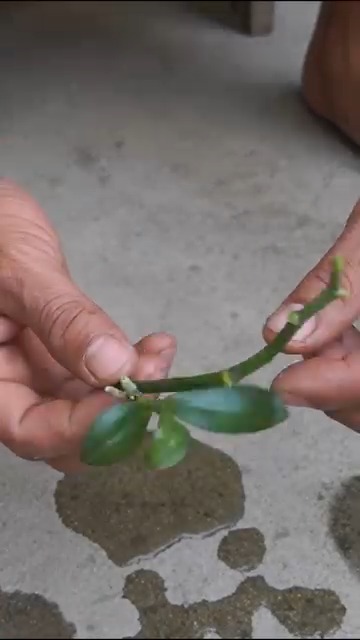 How to Propagate Orchids Using a Carrot Most people don’t know you can ...