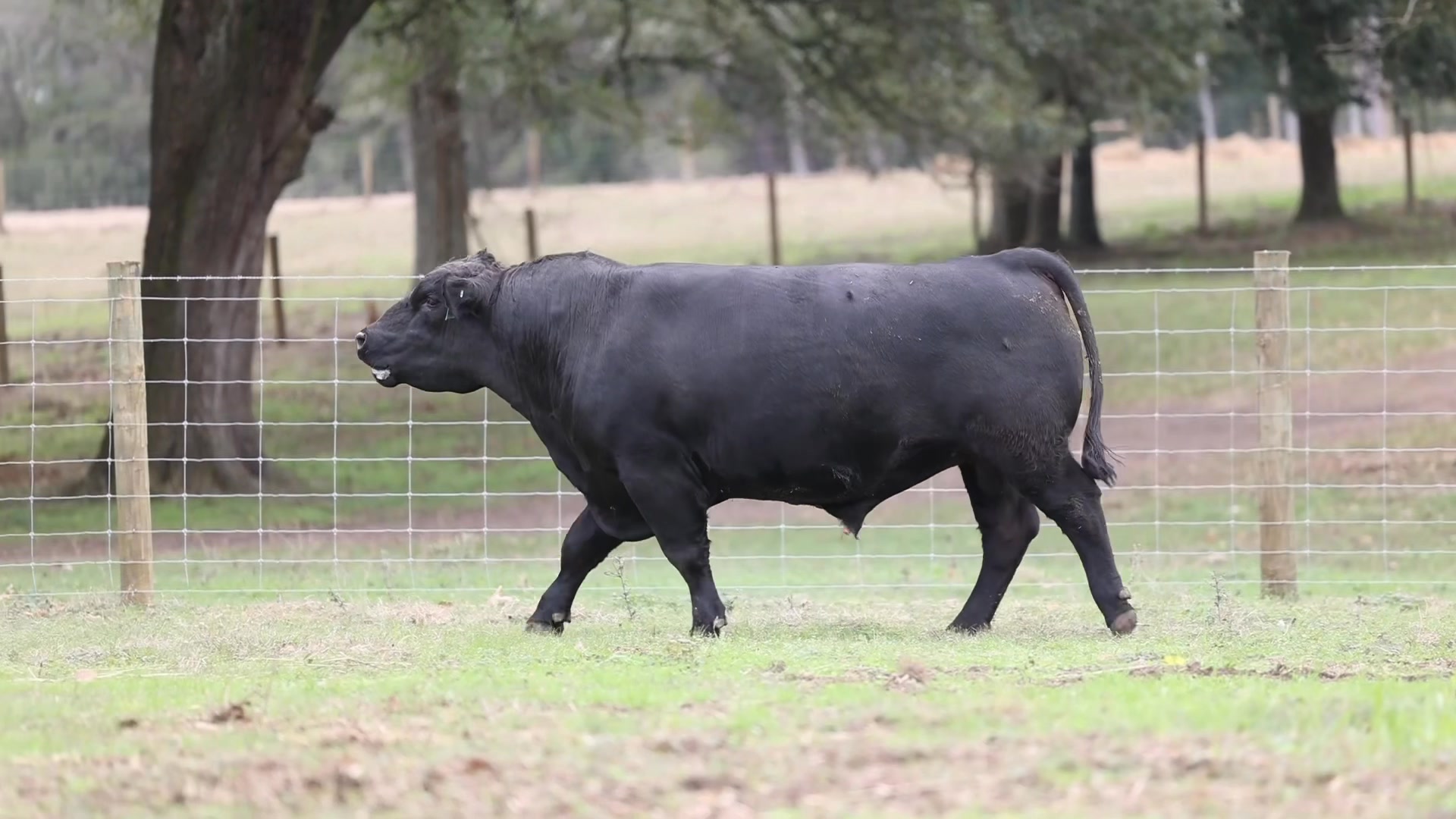 Lot 12 U3194 https://www.angus.org/find-an-animal?aid=20855534 | Ramsay ...