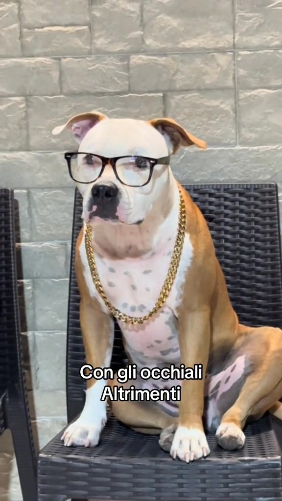 Dove c’è famiglia c’è 🥰 #kira_family #amstaff | Kira Family | Facebook
