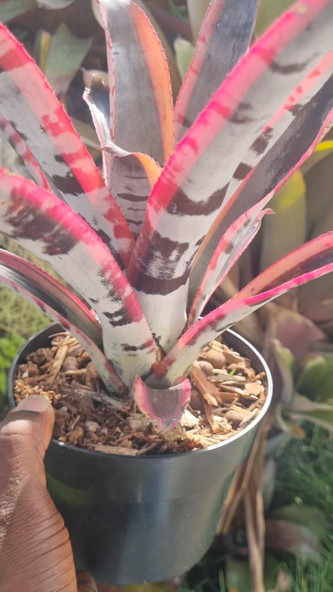 My favorite Aechmea Black Ice ( white)