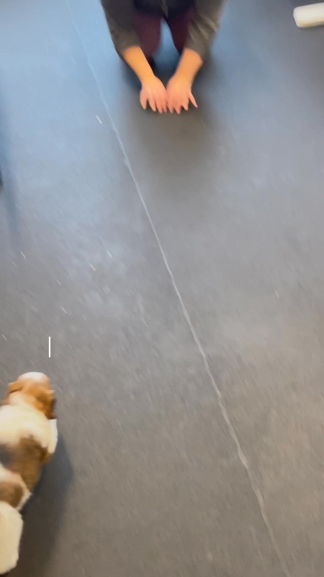 Explaining the Volhard’s Puppy Aptitude Test, also known as a “puppy ...