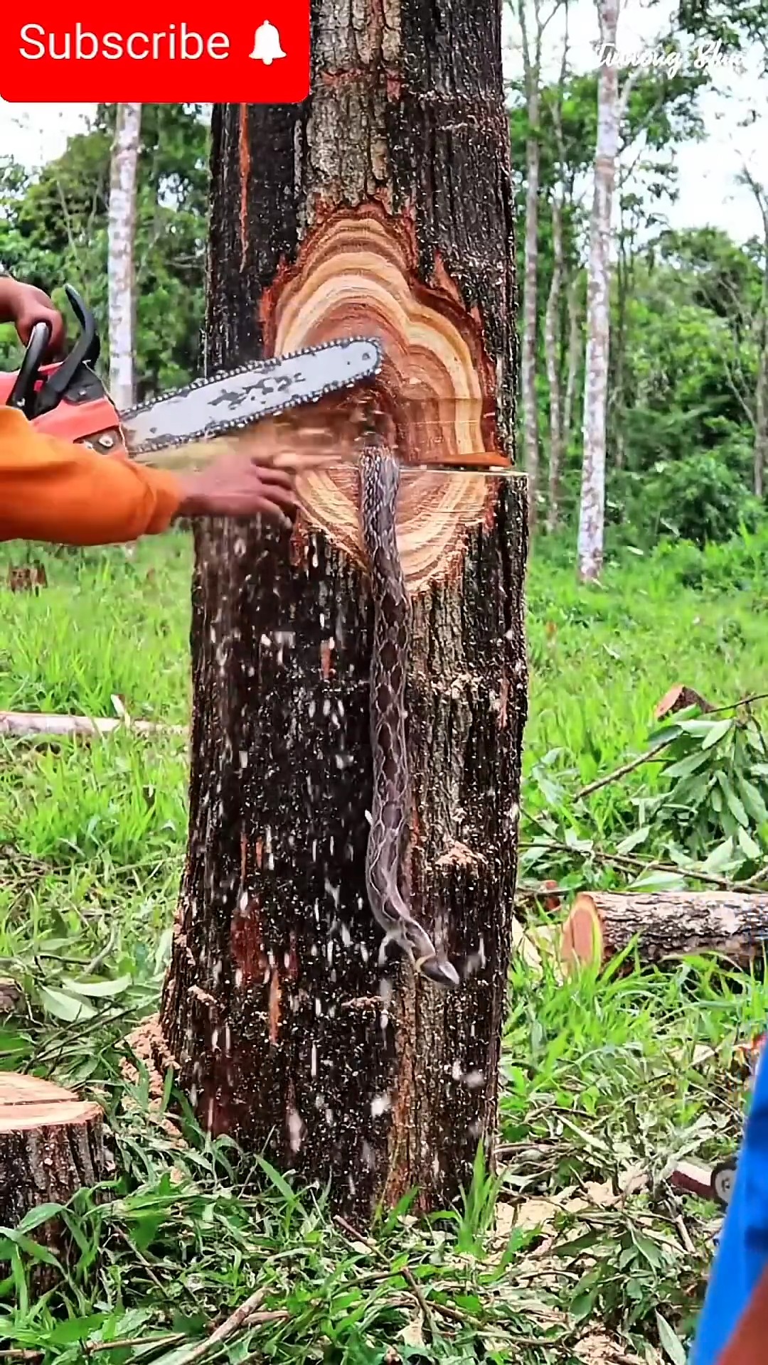 Have you ever experienced something like this when cutting down a big ...
